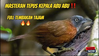 MASTERAN TEPUS KEPALA ABU ABU GACOR ‼️FULL TEMBAKAN TAJAM 🔥🔥#tepus #trotolmuraibatu #muraibatu