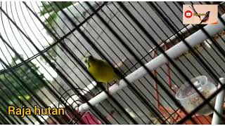 masteran burung mozambik #burungmozambik #masteranburungmozambik #mozambikgacor