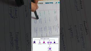 TYPES OF WBCs || LEUKOCYTES TYPES || HUMAN PHYSIOLOGY #hematology #physiology #neetmds #mbbs #bds