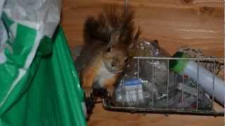 Orava ulkosaunassa - Squirrel in an outdoor sauna