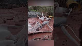 Familiar Animal Chinese Goose Sound Vide #shorts