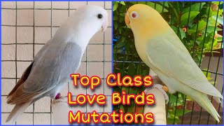 Top 5 Love Birds Mutations 2022 | Love Birds Mutations Price 2022 | Khan Birds Collection