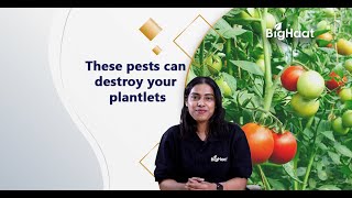 Pests during the Seedling Stage in Tomato Plants