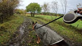 German shepherd on walk. Eros på tur. 09.10.2024. still you tubes most boring video part 1