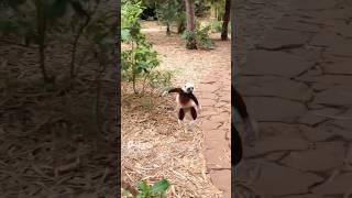 Dancing Sifakas | lemur |funny run #youtubeshorts #lemur