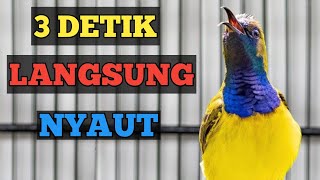 CUKUP 3 DETIK LANGSUNG NYAUT, PANCINGAN SOGON AMPUH PASTI NYAUT