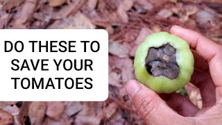 How to prevent blossom end rot in tomatoes - 3 Easy way