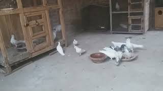 Pigeon new setup male female Aaj alag kar Diye Hain #MAsadBirds