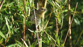 LeConte's Sparrow