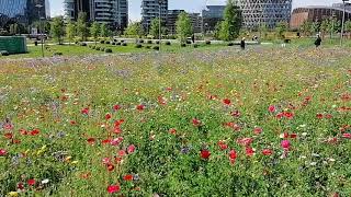 Porta Nuova: il verde strizza l'occhio ai grattacieli