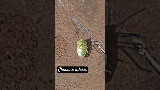 Opps! Green Stink Bug Fell Upside down #stinkbug #bug #insects #cutebug #hemiptera #nature #green