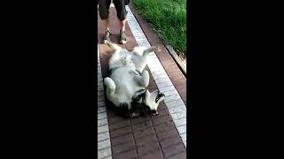 husky pidiendo atencion