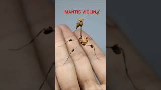 Mantis- violin. #nature #amazing #mantis