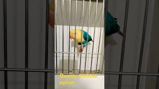 parblue opline super quality bird #lovebirds #qualitybirds #parblueopaline