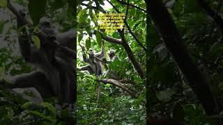 Una experiencia increíble poder ver a estos primates tan de cerca #short #shorts #wild #wildlife