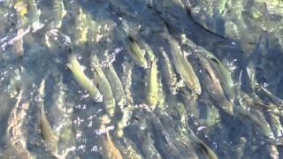 Pink Salmon - Quinsam River August 1, 2014