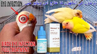 پرندوں کی آنکھوں کا علاج  | BIRDS EYE INFECTION TREATMENT | SEASONAL VIRUS IN BIRDS | AA BIRDS INFO