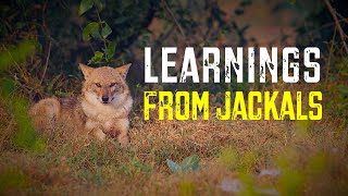 #wisdom from #jackals #learnings #WildIndia| #zen and the #jungle #nature #wildlife #travel #india