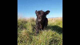 tully's bull calf