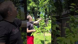 Looking for advices on how to prune cherry blossom #toronto #1yearold #cherryblossomtree #canada