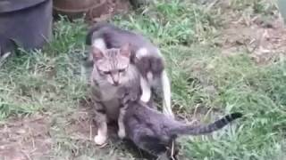 Cats play around - Mother Cat and Baby Cats (Kittens) playing around