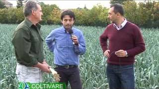 Coltivazione dei porri - Coltivare Insieme 27-SD Video Sharing PORRI.mov