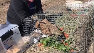 Prairie Dog Release - February 2018