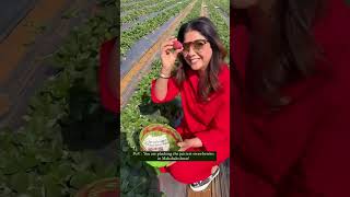 Strawberry plucking at Mahabaleshwar | Le Meridien | Bhavna Jasra