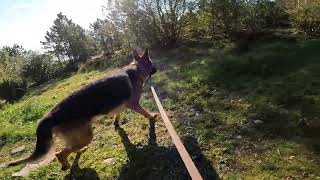 German shepherd on walk. Eros på tur. 08.09.2024. still you tubes most boring video part 1