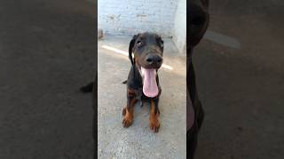 Dobermann europeu 🔥 filhote #cãodeguarda #dobermanlove #dobermann #dobermanpuppy #doberman #cães