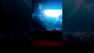 Golden Fish #shorts #ytshorts #fish #golden #trending