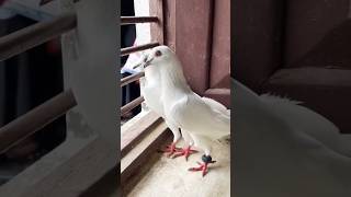 white madrasi pigeons #shorts #viral #kabootar #nafeespigeon