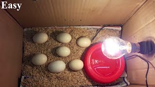 EASY Cardboard Box Egg Incubator 100% Works