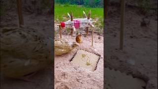 New Unique Animals Quail Trap using Coca-Cola botte #Trap #shorts