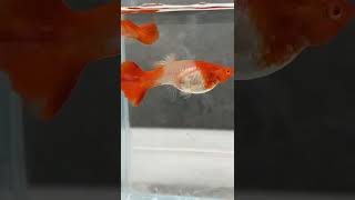 Albino koi red ear guppy