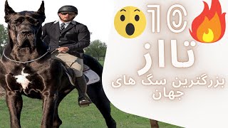 10 تا از بزرگترین سگ ها- بزرگترین سگ دنیا