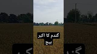 گندم کا اکبر بیج🌾🌾🌾🌾