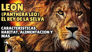 LEÓN (PANTHERA LEO) Dominio de la Naturaleza... #curiosidades , #alimentación , #habitat y más...