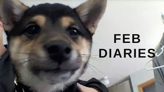 MONTHLY VLOG: february diaries! puppy life, wedding dress trials + subtronics