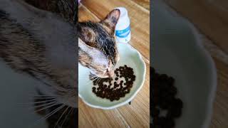 Recommended cat deworming medicine Deworming Scientific pet care strategy Deworming tips Dewormi