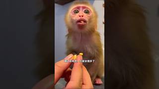 Abandoned Baby Monkey Finds a Loving Home #shorts