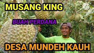 MUSANG KING || BUAH PERDANA || DESA MUNDEH KAUH ‼️