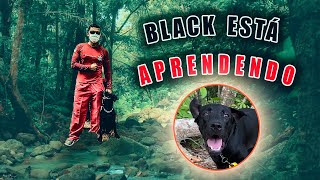 Cães de busca: Black está EVOLUINDO!