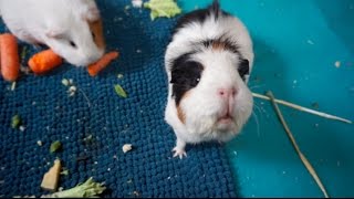 Spending Time With The Outdoor Guinea Pigs