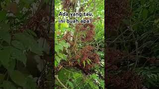 buah hutan #buahhutan #tanamanhutan