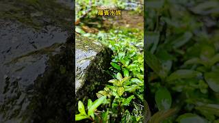 水草棲地清澈水源