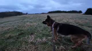 German shepherd on walk. Eros på tur. 09.12.2024. you tubes most boring video. only 1 video today