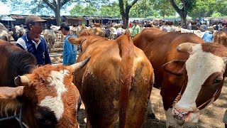 15000‼️ BABON JUMBO ,DORO SUPERR HARGA MURAH || Pasar Sapi Jatirogo