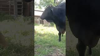 #love #bull #bullmasti