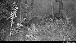 Mežarukši ar sivēniem bauda sāls pastu un kārumus! /Wild Boar with pigglets